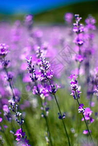 保加利亚紫色盛开的熏衣草地场美丽风景优图片