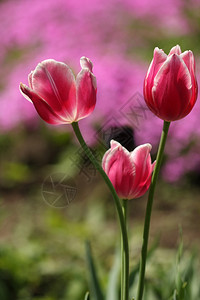 公园假期花里有三个红色的郁金香天鹅绒般的图片