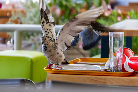 从希腊查尔基达一家露天餐厅的废弃板块中采摘鸽子食物城市旅行岛图片