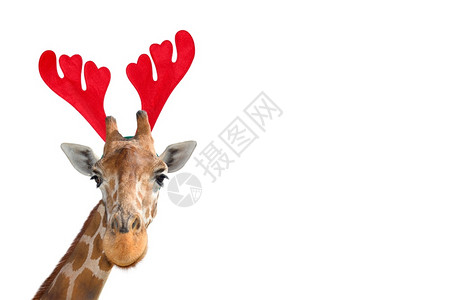 圣诞长颈鹿动物园鬃毛斑点非常有趣的长颈鹿头在圣诞节驯角头带隔离在白色背景上背景