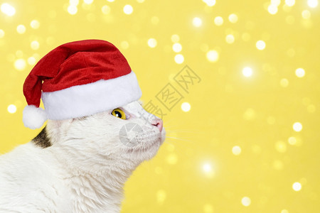 眼睛毛皮戴着红色圣诞老人帽子的好奇猫在黄色背景上寻找孤立的圣诞横幅与复制空间引人注目图片