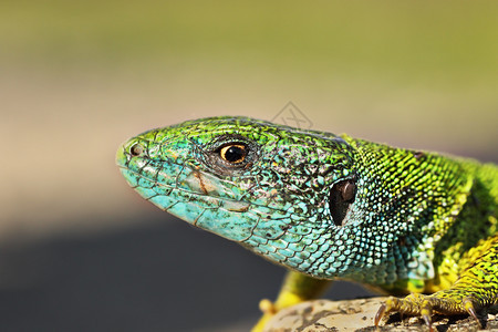 鳞片状的蓝色捕食者彩男Lacertaviridis普通欧洲绿色蜥蜴图片