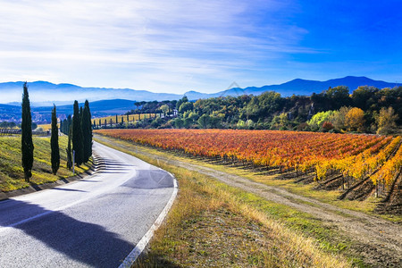 吸引力旅游托斯卡纳农村地区风景意大利旅行的路上有秋葡萄园和西梅丝雪茄旅游的图片