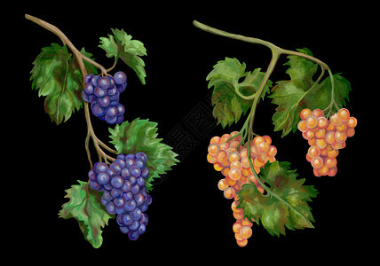 红色的一套美丽葡萄枝系列由两组装饰元素成各种不同的葡萄品各不同类的葡萄品和的不同其中两是配饰元素集成优质的放图片
