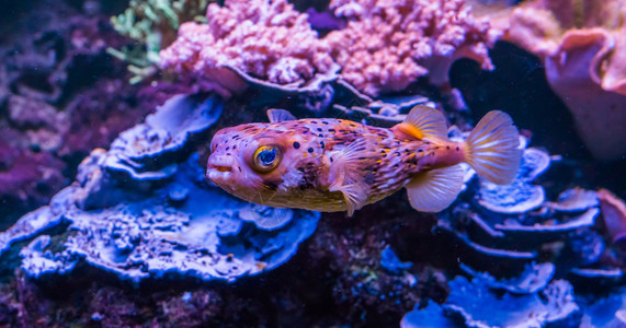 大西洋气球纤细的关闭在水族馆游泳的一头雀斑豪猪鱼这是来自亚特兰海的热带鱼类图片