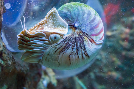 生活异国情调鹦鹉螺鱿鱼是一种稀有和美丽的活壳状水下化石海动物珍珠般的图片