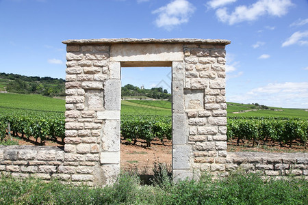夏天著名的农村法国伯根迪查萨涅蒙特拉切葡萄园的景观图片