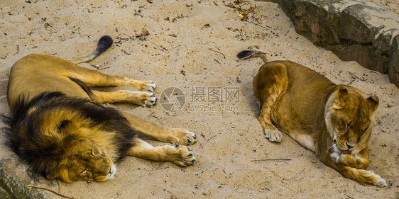 雄狮子和雌一起睡觉母狮子在舔她的爪脆弱非洲动物种文化红色的传统图片