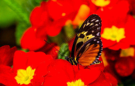吸食花粉的虎斑蝴蝶高清图片