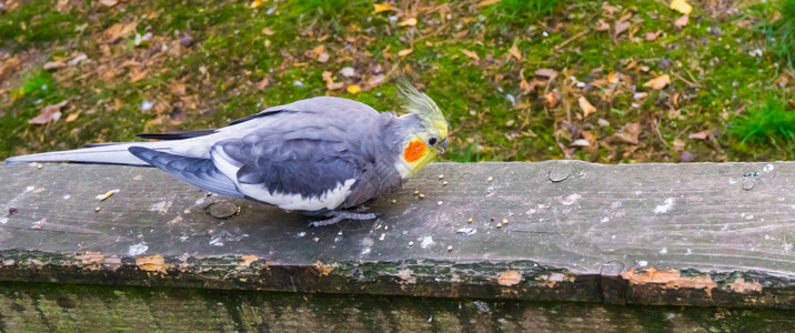 在木板上吃种子的雄公鸡养殖业中受欢迎的宠物一只来自澳洲的小鹦鹉鸟舍食物背景图片