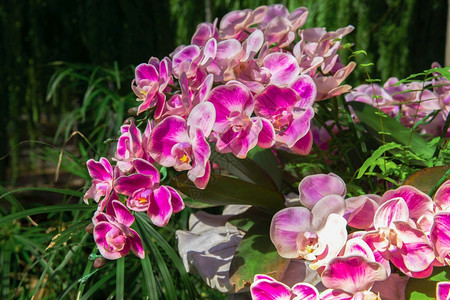 为了春日兰花在园的朵中用于设计美丽的园艺兰花万达浪漫的图片
