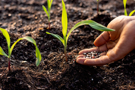 关心男人手中的粪肥料倒在土壤里种植玉米苗头化学氮图片