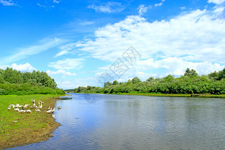 夏季风景河流和放牧的鹅群在河岸附近的草地上放牧野鹅在河边种植青鹅在山地附近生长雪雁和牧鹅在河边放靠近小鹅步行图片