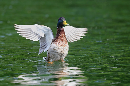 生物种行动雄野鸭anasplatyrhynchos在水面上展开翅膀图片