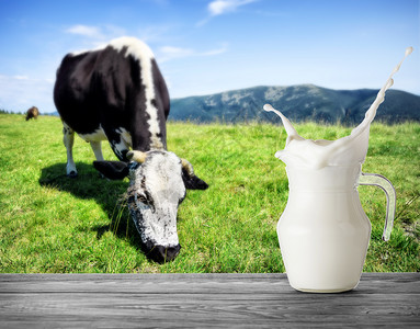 农场锯齿蛋白质一壶牛奶在山牧场上一头斑点牛的背景上溅起一壶牛奶站在木桌上背景是一头斑点牛在山牧场上绿草丛生牛图片