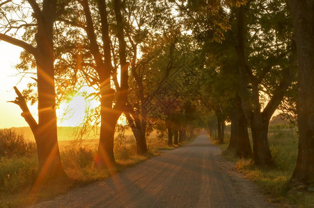 夕阳下的乡间小路阳光下的土上小巷阳光下土路上小巷夕阳下乡间小路一种木头日落图片