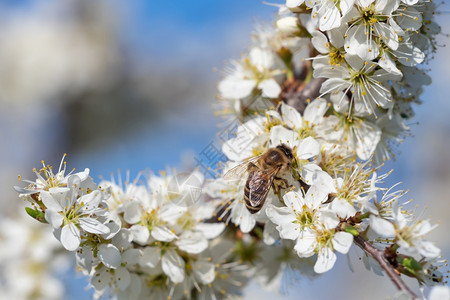 植物群蜂窝蜜从花朵中收集粉春天大自然蜜蜂从白花中收集蜜健康图片