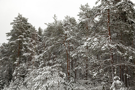 冷冻自然木头森林中松树在冬季雨雪覆盖的松树林美丽高清图片素材