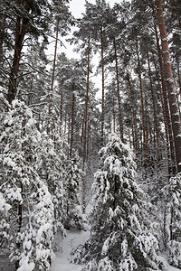 云杉天冬季在树林里生长的松和芽苗在雪下最后的落树之一切都被白雪覆盖了树木霜高清图片素材