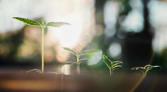 绿色植物幼苗图片