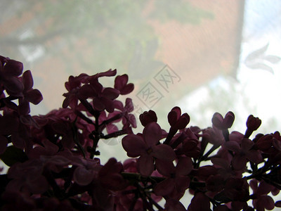 花瓣叶子紫色的花朵分支西林加粗俗的百合花在蓝色天空下的紫花朵蓝天枝下图片
