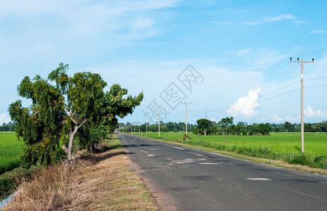 泰国稻田之间一条横穿水田的公路蓝色云方向图片