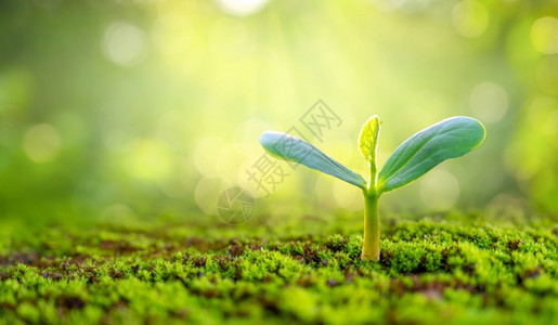 在大自然背景的清晨光下播种幼苗植物环境农业图片