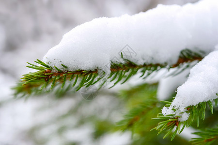 冬天松树假期绿芽枝上面盖着夹满积雪的缝合环境高清图片素材