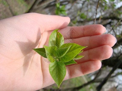 环境手持丰土的人持幼苗用于农业或种植自然概念生态关心图片