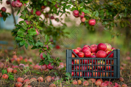 落下多汁的场地秋天果园绿草上篮子和盒里的红苹果秋天在农场收获和采摘苹果秋天园里绿草上的篮子和盒里红苹果图片