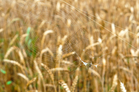 带有小蜘蛛的网耳朵背景上的蜘蛛网耳朵背景上的蜘蛛网带有小的网巢日落粮食图片