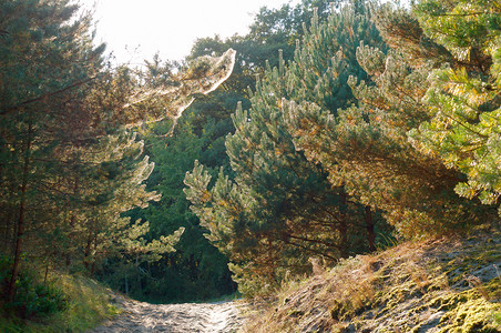 松林中的路冷杉树枝上的阳光冷杉树枝上的阳光松林中路假期场景绿色图片