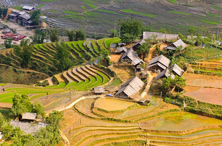 传统景观越南萨帕米稻田庄稼图片