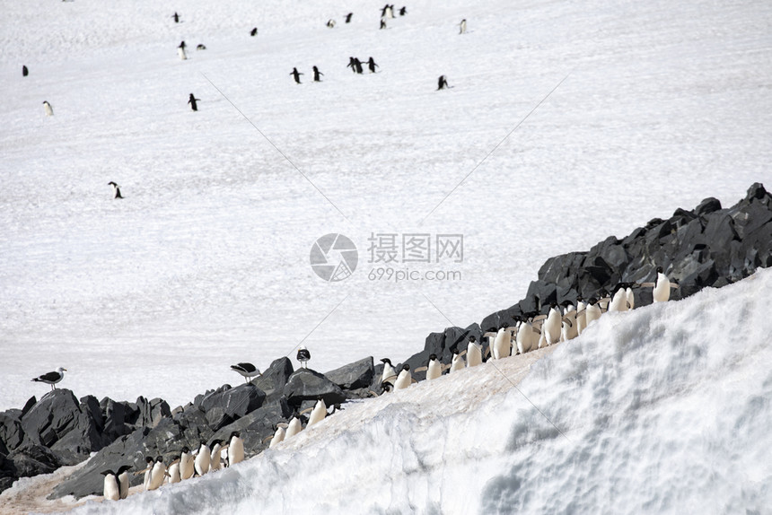 一群阿德利企鹅在南极洲冰山和岩石上行走冰冷拉海鸟图片