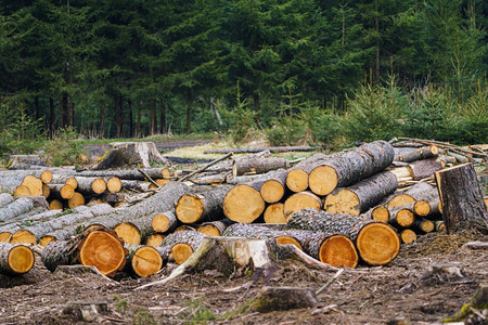 棕色的森林木桩板一看大堆的原木图片