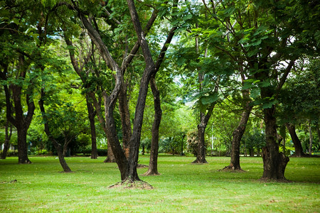 夏天木头公园里的树林和草坪在公园里更多的图片