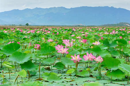 花的董里越南朵莲粉红绿叶子在水上越南NhaTrang农村的莲花池如此美丽和谐惊人的生态环境植物图片
