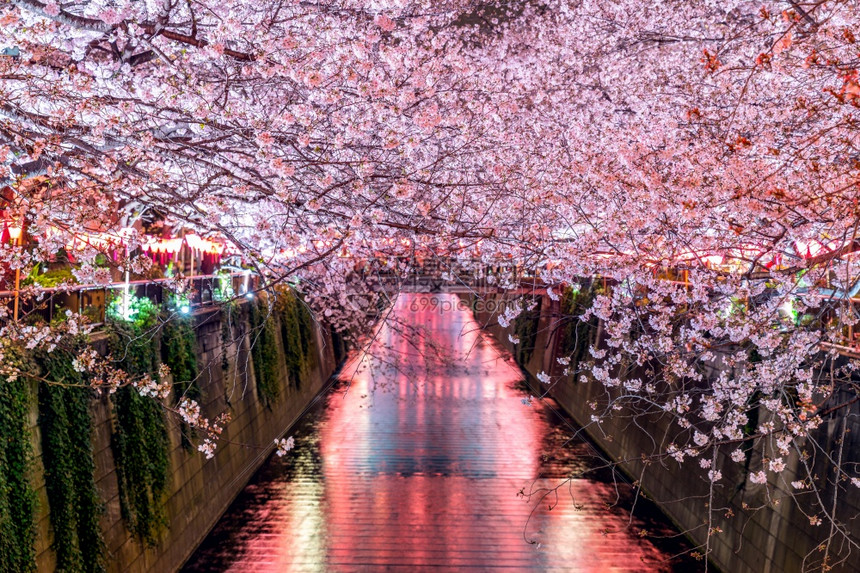 季节日本东京Meguro河沿岸的樱花流见亚洲人图片