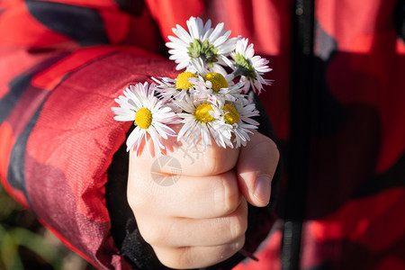装饰品孩子手里握着新鲜采摘的雏菊自然光亮和闭合照片他的给予图片