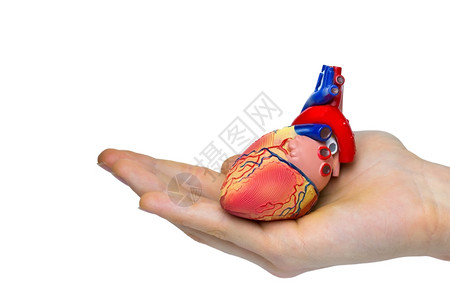 科学医疗的手头上人工造体心脏模型孤立在白色背景上动脉图片