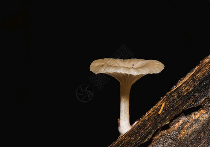 团体在树皮干上的森林里一只小白蘑菇毛茸荒野图片