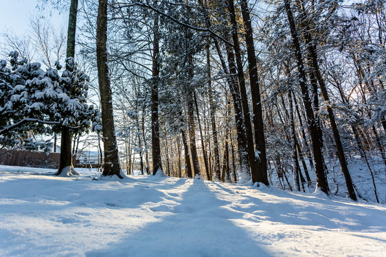 冬季森林阳光下的雪景图片