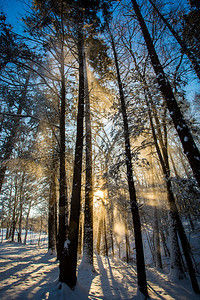 冬季森林阳光下的雪景图片