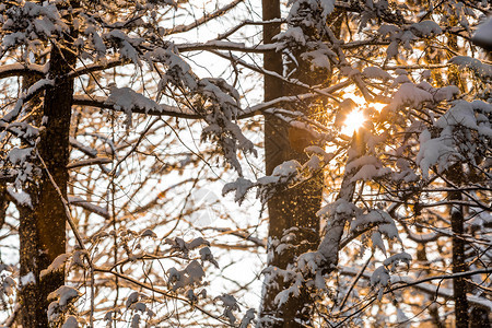 冬季森林阳光下的树枝雪景图片