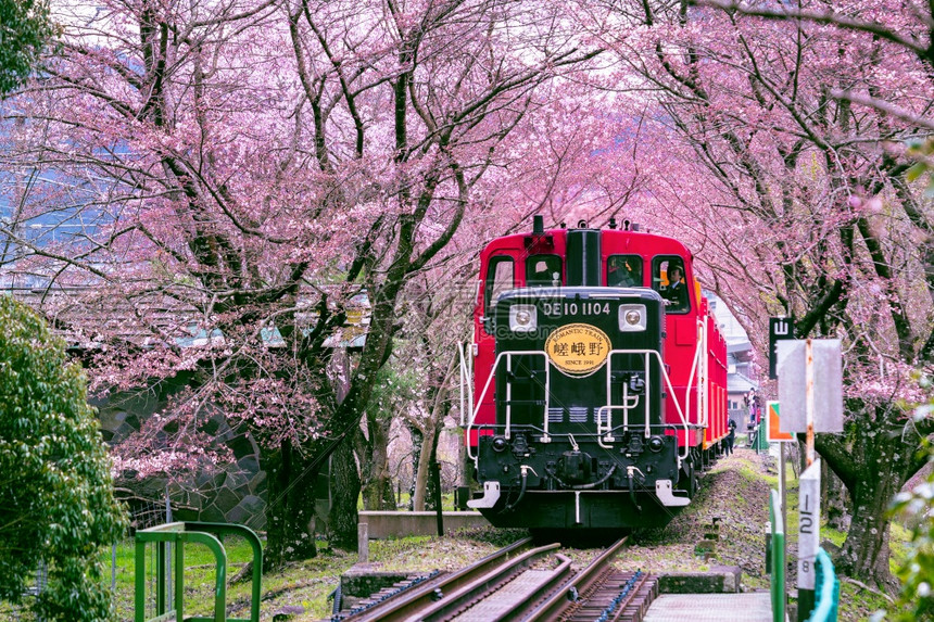 日本京都2019年4月日本京都的罗曼火车穿过樱花隧道开森林风景图片