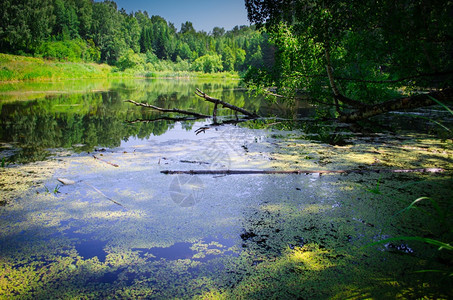 杂草环境树林中的小池塘农业图片
