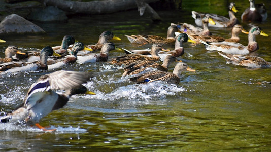 鸭子鸟自然马拉德野鸭在池塘的岸边马里达克阿纳斯公园高清图片素材