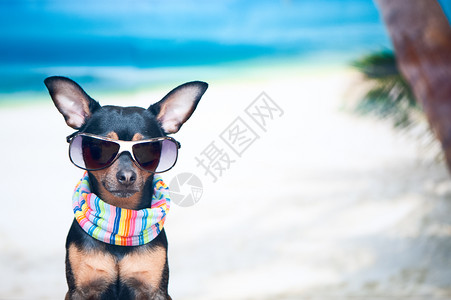海边带墨镜的可爱狗图片