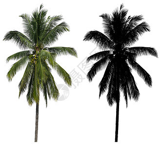 高的椰子棕榈树白底隔离着黑色阿尔法面罩的生态热带图片