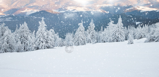 令人惊叹的冬季风景有雪卷毛树森林冷杉降雪背景图片